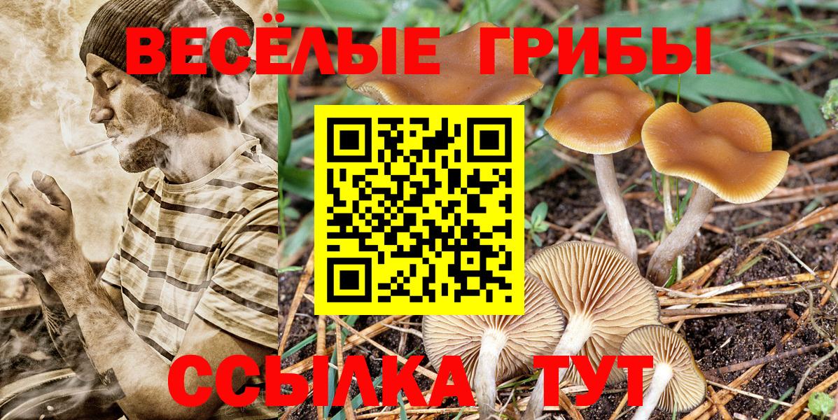 Ессентуки  Псилоцибиновые грибы Psilocybe  Вход с VPN 
